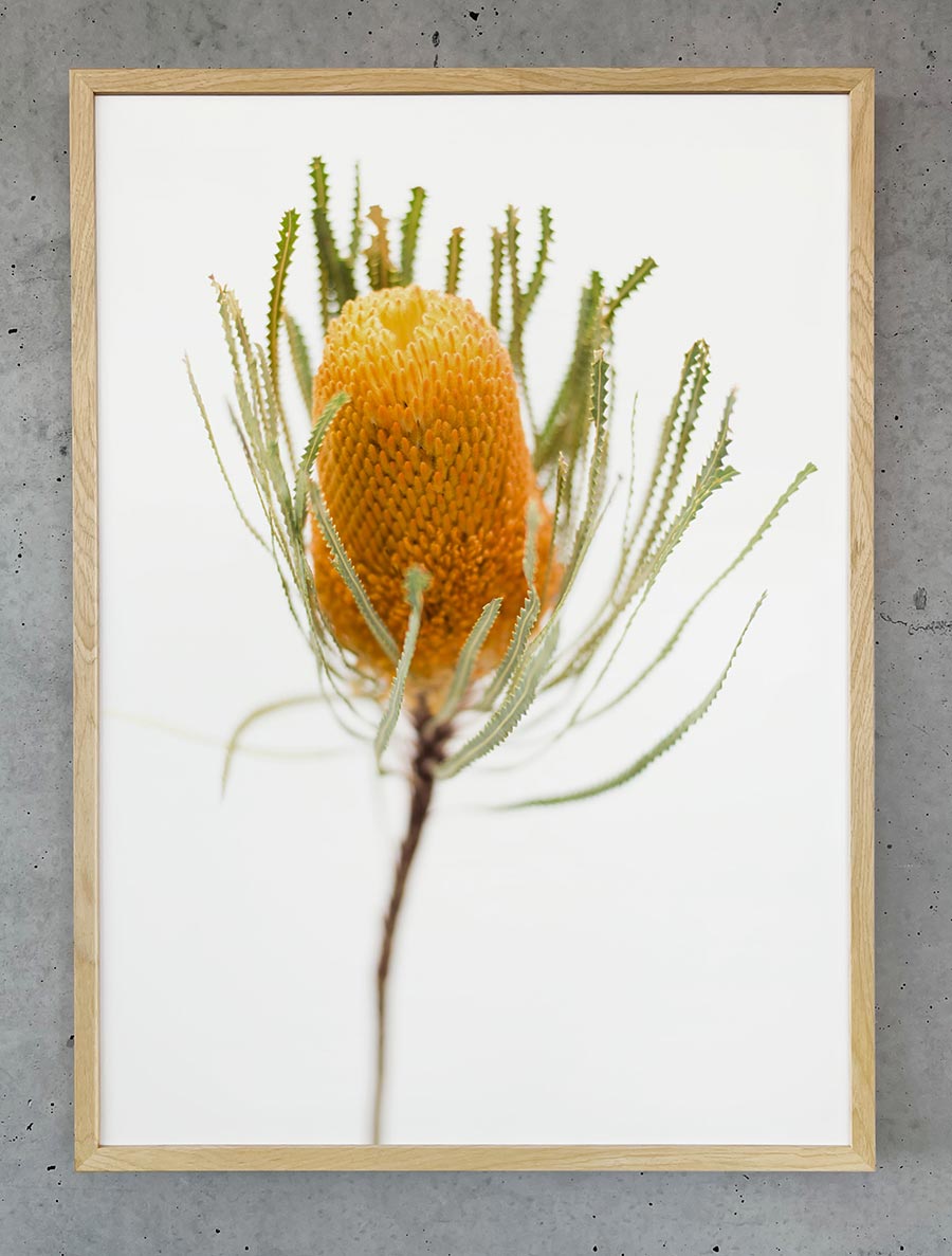 Print + Frame Classic with Oak Frame